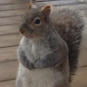 Meet your Posher, Chih